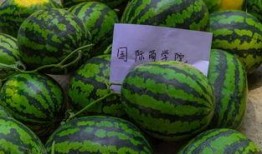 吃瓜中国真假视频大全免费观看,吃瓜中国免费观看大全